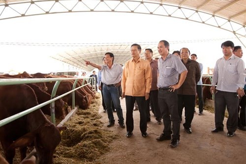 Chăn nuôi bò được cho sẽ mang lại nguồn thu lớn cho Hoàng Anh Gia Lai (ảnh chuyến thăm của Phó Thủ tướng Lào Somsavat Lengsavad đến nông trại chăn nuôi bò Hoàng Anh Gia Lai tại Attapeu - Nguồn ảnh: HAGL.COM.VN)
