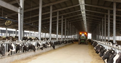 Một góc trang trại chăn nuôi bò sữa theo công nghệ cao của Tập đoàn TH tại tỉnh Nghệ An.