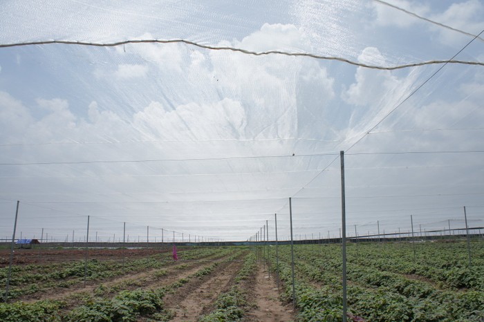 Toàn bộ rau được trồng trong hệ thống nhà kính theo công nghệ Israel.