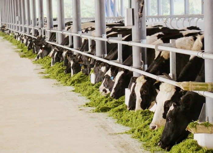 Nhập bò sữa chất lượng từ các nước có kinh nghiệm chăn nuôi bò sữa, Vinamilk xây dựng hệ thống trang trại đạt chuẩn quốc tế Thực hành Nông nghiệp Tốt toàn cầu (Global G.A.P.).