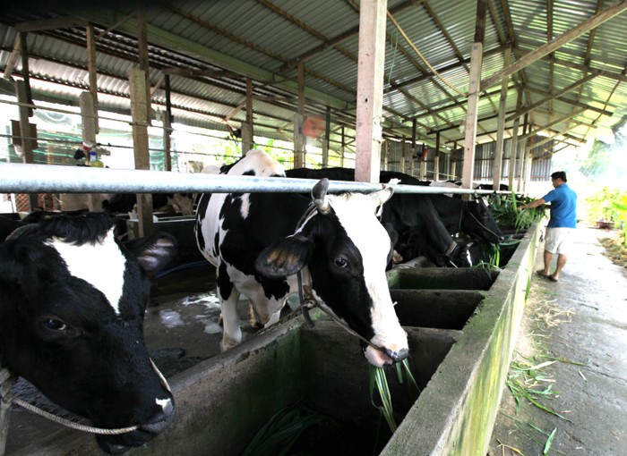 Đông đảo nông dân chăn nuôi bò sữa huyện Củ Chi, TP.Hồ Chí Minh đến tham dự chương trình triển khai tái ký hợp đồng thu mua sữa tươi nguyên liệu năm 2016 do Vinamilk tổ chức.
