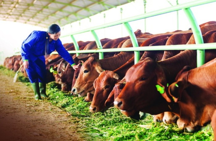 Trang trại nuôi bò của HAGL Agrico - ảnh nguồn Tập đoàn Hoàng Anh Gia Lai.