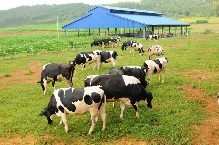 Trang trại bò sữa Vinamilk với toàn bộ bò giống cao sản nhập khẩu từ Mỹ, Úc và New Zealand, cùng hệ thống các nhà máy chuẩn quốc tế trải dài khắp Việt Nam giúp Vinamilk luôn đảm bảo việc nguồn sữa tươi nguyên liệu từ các trang trại được vận chuyển nhanh chóng đến các nhà máy chế biến, đảm bảo giữ trọn vị thơm ngon và các chất dinh dưỡng từ sữa trong các sản phẩm một cách tối ưu.