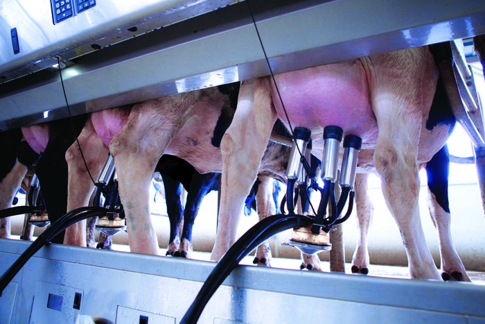 Và hệ thống vắt sữa tự động tại trang trại bò sữa của Vinamilk tại Hà Tĩnh