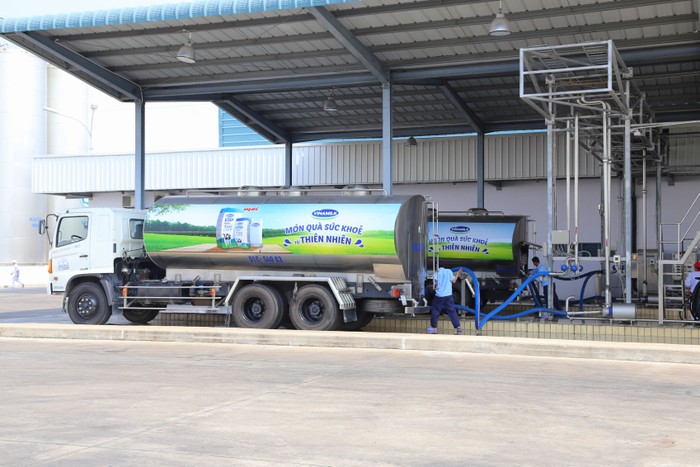Nhà máy đang tiếp nhận sữa tươi nguyên liệu từ các xe bồn chuyên dụng, chuẩn bị đưa ngay vào sản xuất
