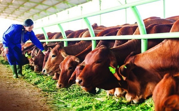Đàn bò trong trang trại của Hoàng Anh Gia Lai