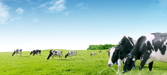 Trang trại bò sữa của Vinamilk - ảnh nguồn Vinamilk