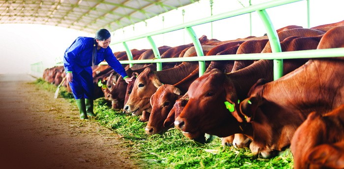 Chăn nuôi bò thịt đóng góp đến 40,7% doanh thu thuần và 40% lợi nhuận cho Tập đoàn Hoàng Anh Gia Lai.