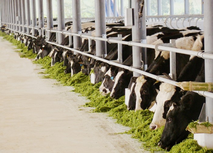 Đến nay, Vinamilk đã có 10 trang trại trải dài khắp Việt Nam có quy mô lớn với toàn bộ bò giống nhập khẩu từ Úc, Mỹ, và New Zealand.