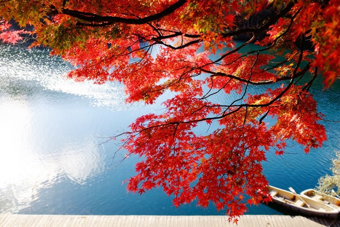 Nhật Bản mùa lá đỏ (Ảnh: vietravel.com)