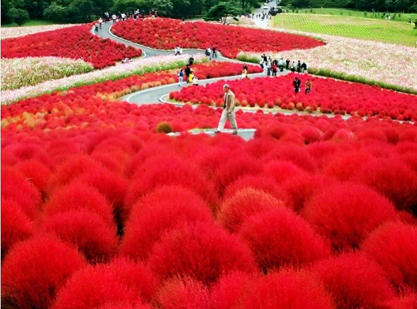 Công viên Hitachi, thiên đường hoa tại Nhật Bản.
