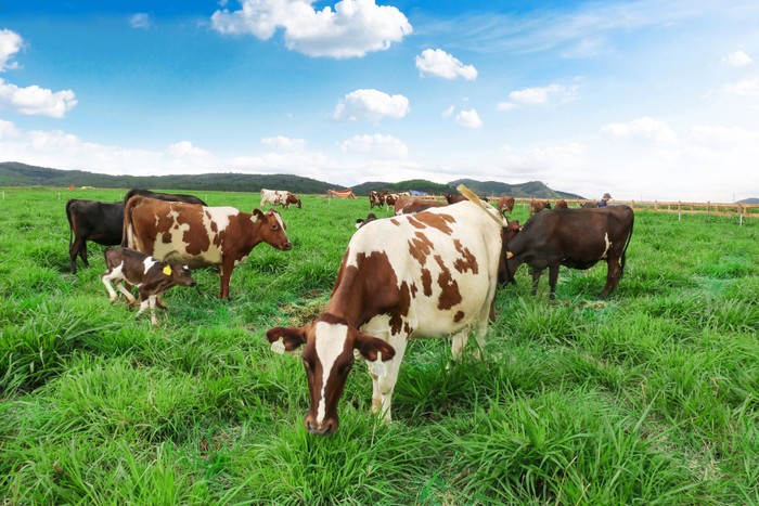 Những cô bò sữa được nuôi theo chuẩn ỏganic.