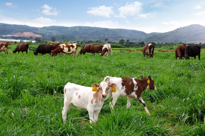 Hiện trang trại bò sữa organic đầu tiên tại Việt Nam của Vinamilk đã hoàn thành việc đánh giá chuẩn Organic Châu Âu cho đồng cỏ, trang trại bò sữa.