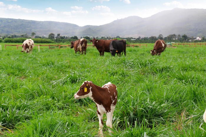 Việc chăm sóc cho các cô bò sẽ theo tiêu chuẩn organic Châu Âu.