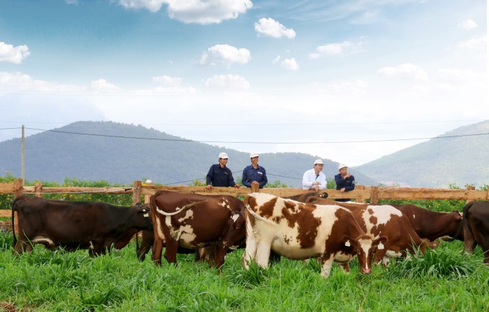 Trang trại bò sữa organic chuẩn Châu Âu đầu tiên tại Việt Nam của Vinamilk sắp khánh thành, đàn bò organic nuôi tại đây được Vinamilk nhập từ Úc là những giống bò tự nhiên, khỏe mạnh và có sức miễn dịch tốt để thích nghi với khí hậu tại đây - ảnh trong bài nguồn Vinamilk.