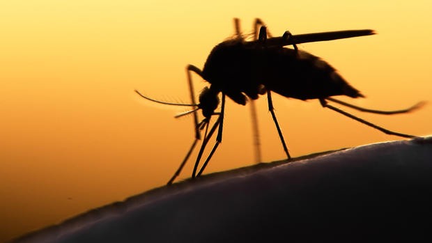 TP.HCM phát hiện thêm 6 trường hợp nhiễm Zika - ảnh minh họa/ nguồn Hà Nội Mới.