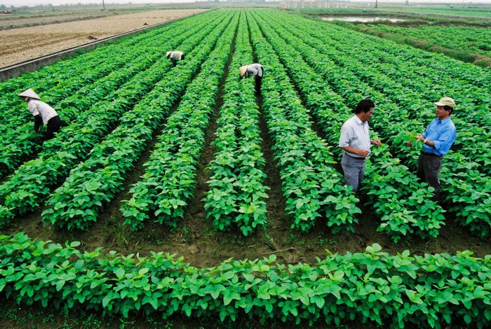 Nông nghiệp Việt Nam đang thụt lùi và có nguy cơ thua ngay trên sân nhà - ảnh minh họa/ nguồn Bộ Nông nghiệp và phát triển nông thôn
