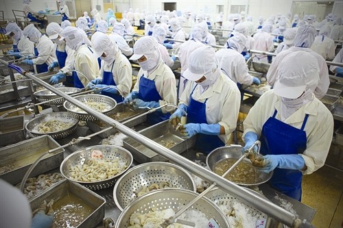 Đề nghị Chính phủ Úc dở bỏ lệnh tạm ngừng nhập khẩu tôm Việt Nam - ảnh chế biến tôm tại doanh nghiệp thủy sản Việt Nam (nguồn ảnh: Hiệp hội chế biến và xuất khẩu thủy sản Việt Nam)