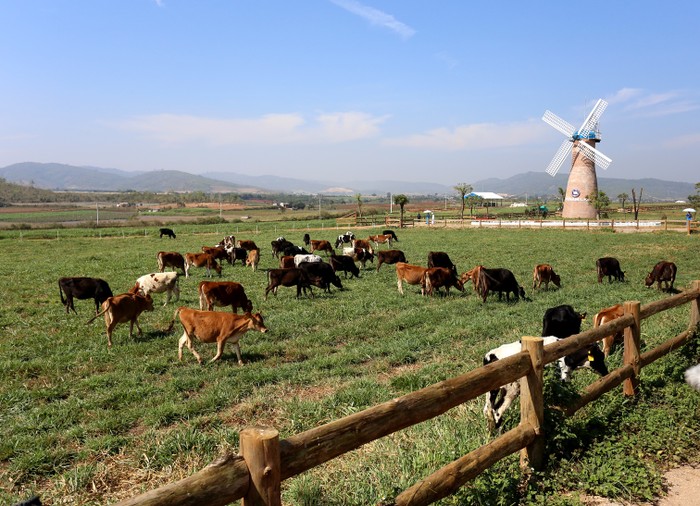 Một góc trang trại bò sữa tiêu chuẩn organic Châu Âu đầu tiên của Vinamilk tại Việt Nam - ảnh nguồn Vinamilk.