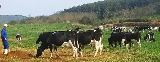 TH bắt đầu tiến hành chăn thả đàn bò sữa trên đồng cỏ hữu cơ từ cuối năm 2015 - ảnh nguồn Tập đoàn TH.