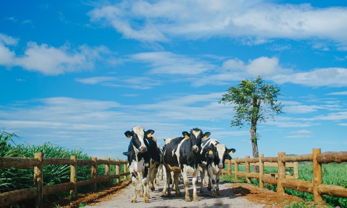 Các cô bò sữa organic tận hưởng khí hậu trong lành tại trang trại Vinamilk Organic.