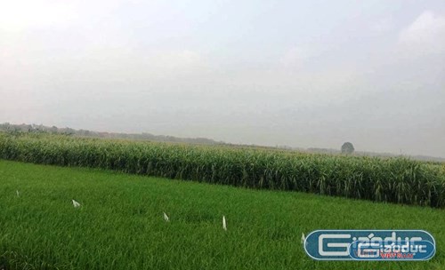 Những cánh đồng lúa mơn mởn của người nông dân đang trước nguy cơ bị xóa sổ vì dự án của Tập đoàn FLC. Ảnh Giáo dục Việt Nam.