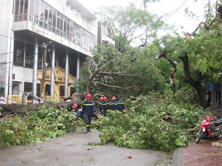 Cây đổ la liệt trên một đường phố ở TP. Hải Phòng sau cơn bão số 8