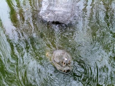 Cụ rùa nổi lên mặt nước hồ Gươm