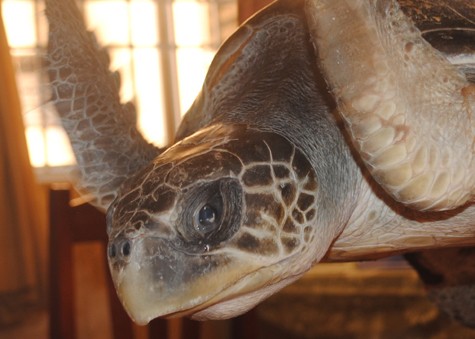 Con rùa biển quý hiếm nặng gần 16kg mà ông Trực mua giá 1 triệu đồng.