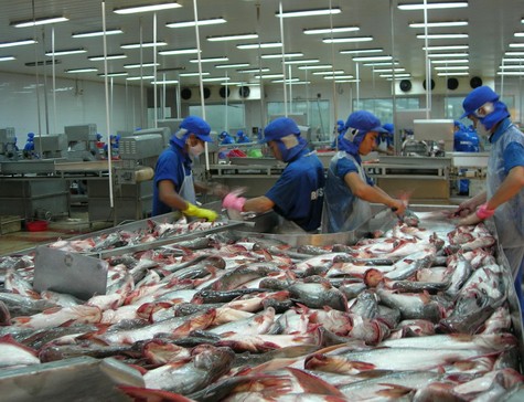 Tiếp nhận cá tra vào nhà máy thủy sản Bình An để chế biến cá tra phi lê ngày 9/5 (Ảnh: Trúc Linh)