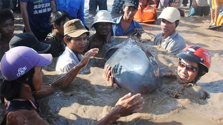Một chú cá voi vừa được ngư dân Bạc Liêu giải cứu hôm 18/12 (Ảnh: Tuổi Trẻ)