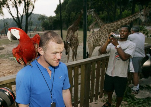 Rooney trông thật bẽn lẽn khi chụp ảnh bên cạnh chú vẹt.