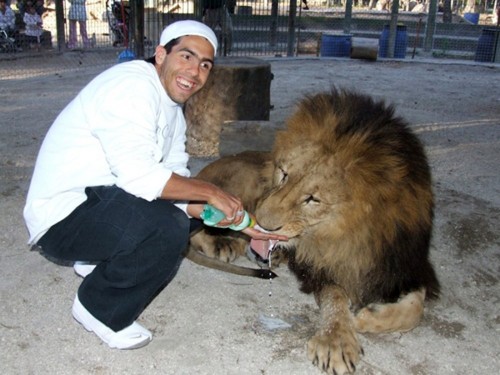 Tevez khiến người khác phải giật mình khi bạo gan cho chú sư tử uống sữa.