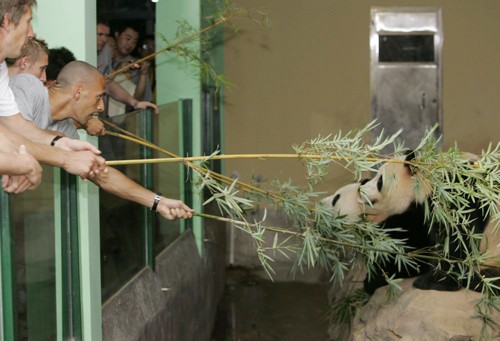 Ferdinand và đồng đội ở MU thích thú cho gấu trúc ăn trong một lần đi du đấu tại Trung Quốc.