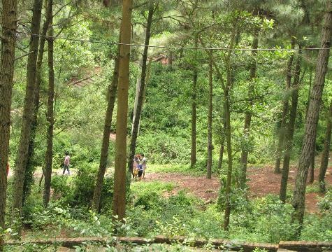 ...Nhưng du khách luôn được đi dưới bóng những cây thông reo vi vu nên dù dốc cao cũng cảm thấy đỡ mệt hơn.
