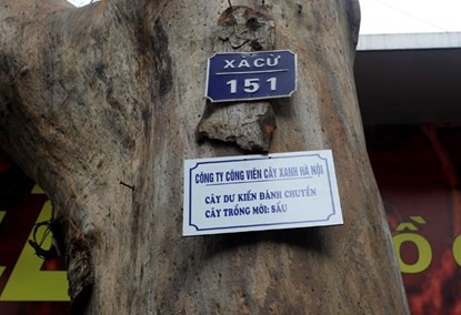 Công ty Công viên cây xanh Hà Nội đã gắn biển trên những cây dự kiến chặt hạ, đánh chuyển, thay thế cây mới trên một số tuyến phố Thủ đô (Ảnh: Dân Việt)