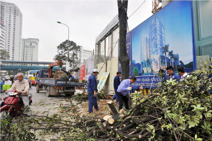 Hàng loạt cây trên đường Nguyễn Chí Thanh bị chặt hạ.