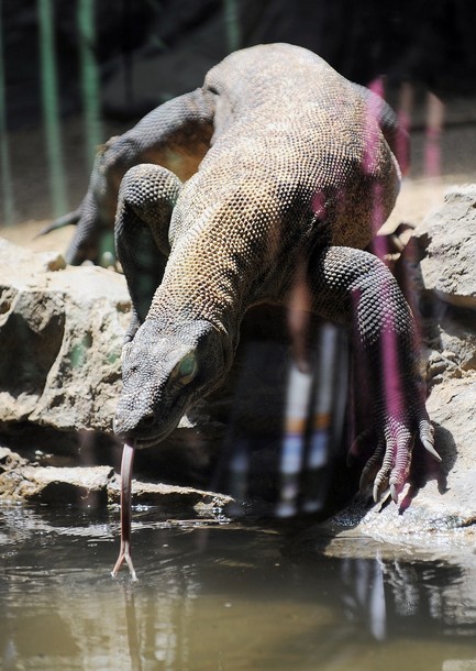 Một cá thể rồng Komodo ở vườn thú Los Angeles, California. Rồng Komodo trưởng thành có thể dài đến 3m và nặng 70kg.