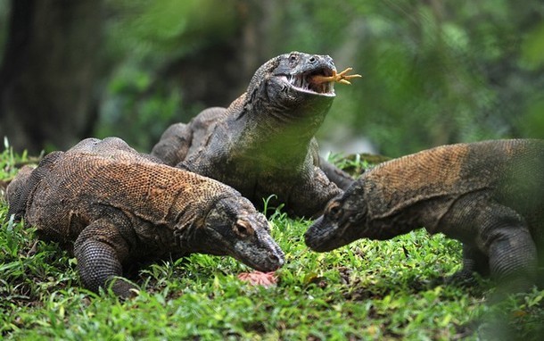 3 chú rồng Komodo ở vườn thú Jakarta Ragunan đang ăn thịt gà. Rồng Komodo đã được đưa vào sách đỏ, trên thế giới chỉ còn khoảng 4000 - 5000 cá thể rồng Komodo sống hoang dã.