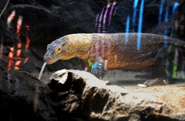 Một cá thể rồng Komodo ở vườn thú Los Angeles, California.