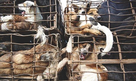 Xe tải có chứa 130 con chó bị thu giữ trên đường cao tốc giữa Thái Lan và Việt Nam