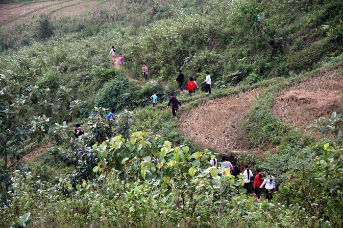 Men theo những con sườn dốc nhỏ hẹp, các em học sinh tìm rau rừng