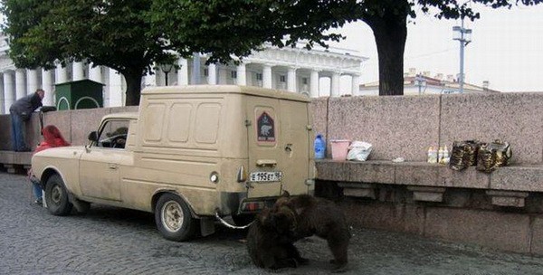 Gấu trông xe ô tô.