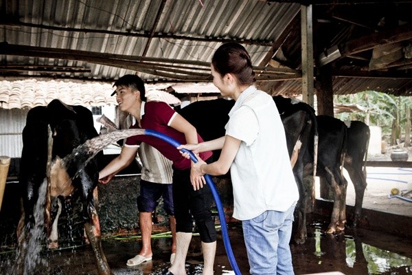 Ngay sau đó, Phương Linh lại đi tắm cho những chú bò sữa. Cô nàng thay dép lào, xắn ống quần rồi chăm chú làm theo sự hướng dẫn của người dẫn chương trình Ngọc Trai.