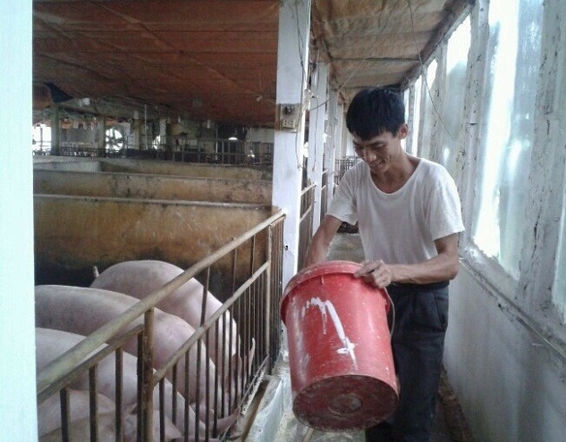 Anh Chuyên đang chăm sóc đàn lợn sạch nuôi bằng thảo dược (Ảnh: Hiệp Hòa)