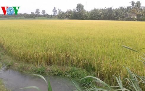 Giải pháp hữu hiệu cứu lúa khỏi hạn, mặn ở Đồng bằng sông Cửu Long ảnh 2