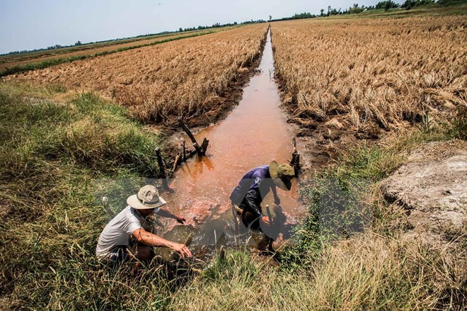 Nông nghiệp Đồng bằng sông Cửu Long có thể kiệt quệ do xâm nhập mặn ảnh 1