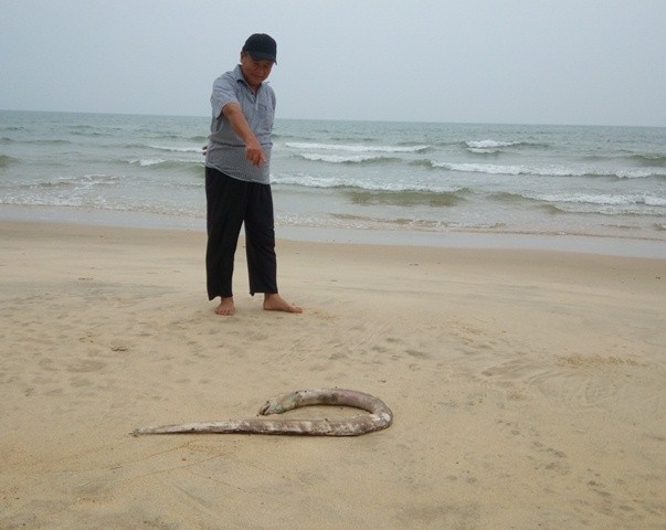 Cá chết la liệt khắp các bờ biển nhiều tỉnh miền Trung. (Ảnh: Thủy Phan)
