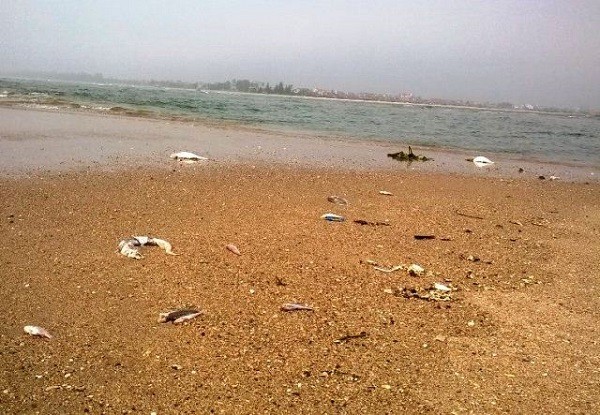 Xác cá chết ở bờ biển Roòn, huyện Quảng Trạch. (Ảnh: Huy Hoàng)