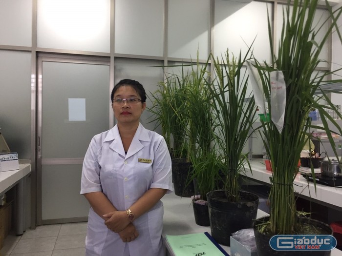 Tiến sĩ Phạm Thị Thu Hà bên cây lúa (ảnh nhân vật cung cấp)